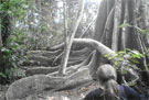 Chicaque
