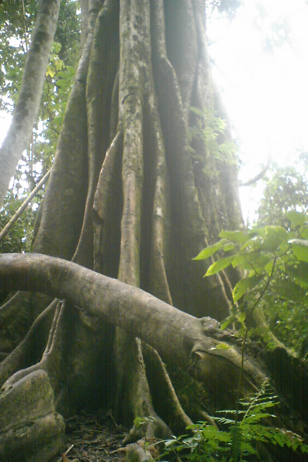 Chicaque