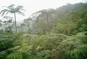 Chicaque