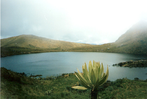 Siecha